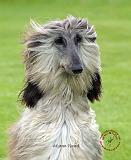 Afghan Hound 9R086D-069